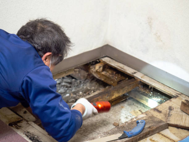 Best Mold Removal Process  in Clarkston, WA