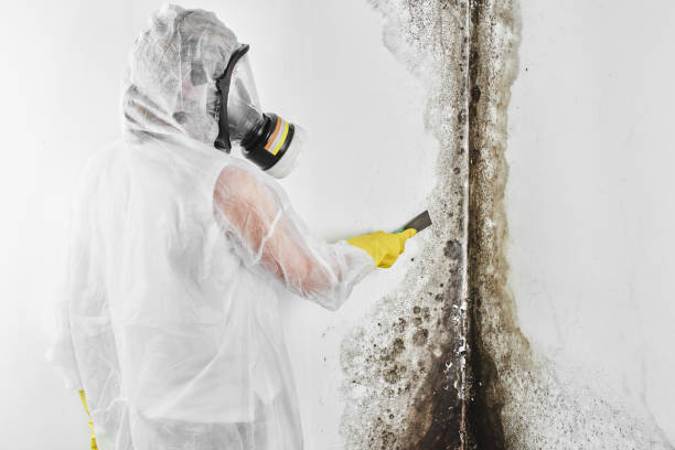 Best Residential Mold Removal  in Clarkston, WA