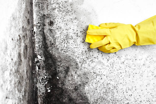 Best Attic Mold Removal  in Clarkston, WA