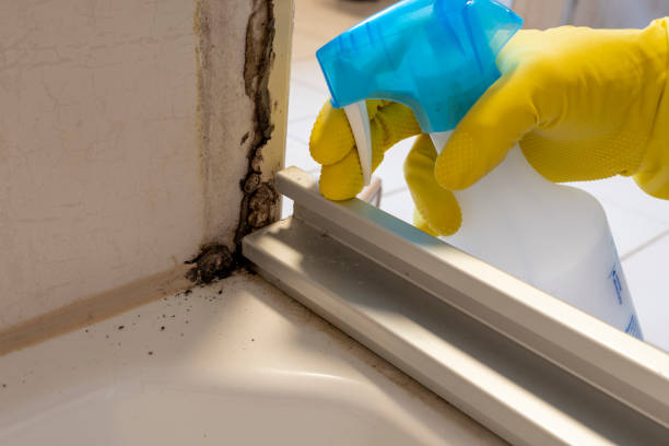 Best Toxic Mold Removal  in Clarkston, WA