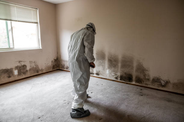 Mold Removal Process in Clarkston, WA