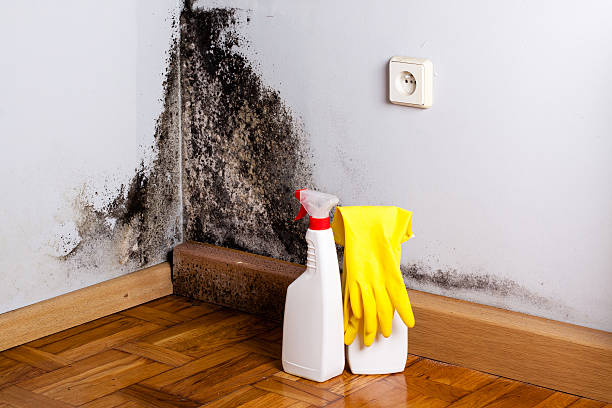 Professional Mold Removal in Clarkston, WA