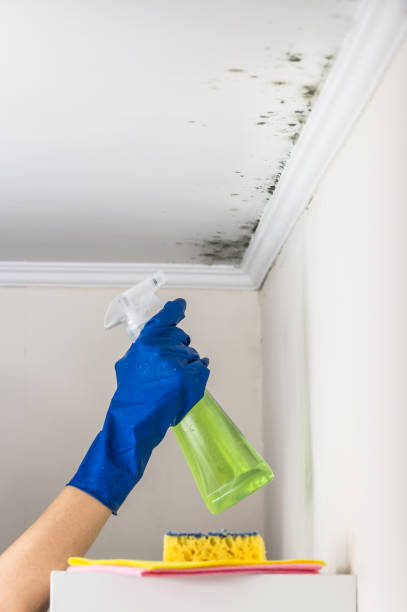 Best Best Mold Removal Companies  in Clarkston, WA